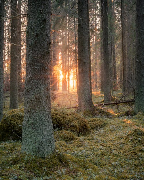 Foto d'estoc gratuïta de alba, bosc, capvespre