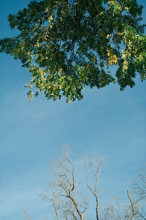 Tree with Green Leaves and a Dry Tree against a Blue Sky 