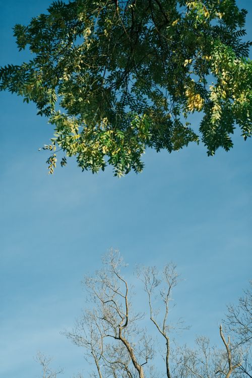 Free A tranquil view of a clear blue sky, green foliage, and dry tree branches, perfect for nature themes. Stock Photo