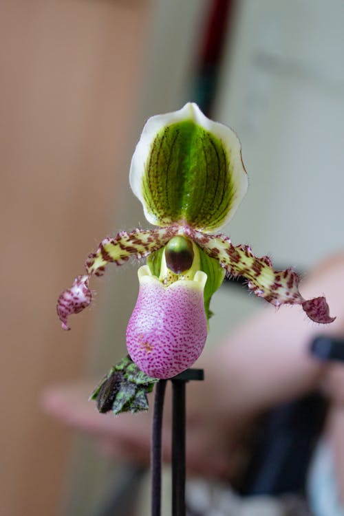 Exotic Shiny Blue Green Leaf Paphiopedilum Flower