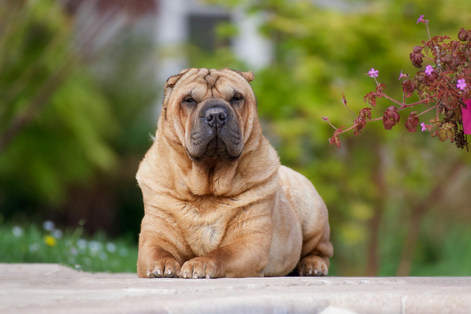 Shar Pei-hond ligt op de grond