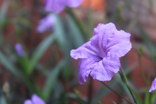 Free stock photo of flower, purple flowers