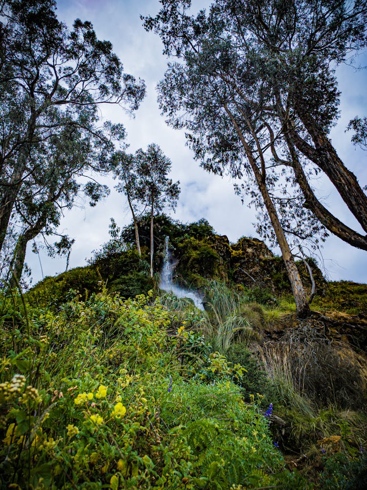 Trees And Flowers With Waterfall Behind