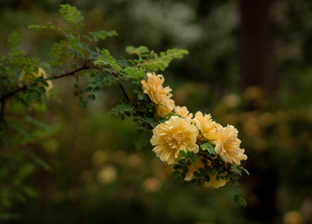 Close-up of a Shrub Branch with Yellow Flowers