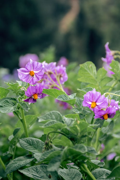 Imagine de stoc gratuită din agricultură, floare violetă, pește și chipsuri