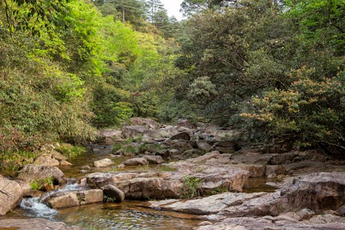 Forest around Stream