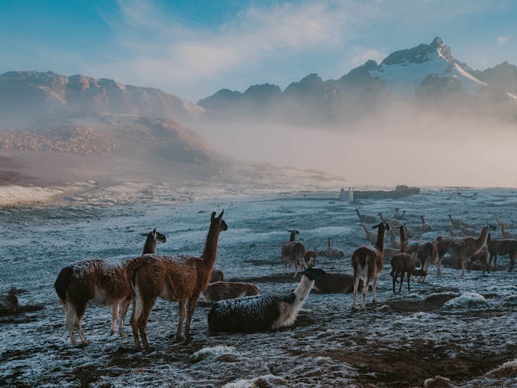 Llamas On Plain In Winter