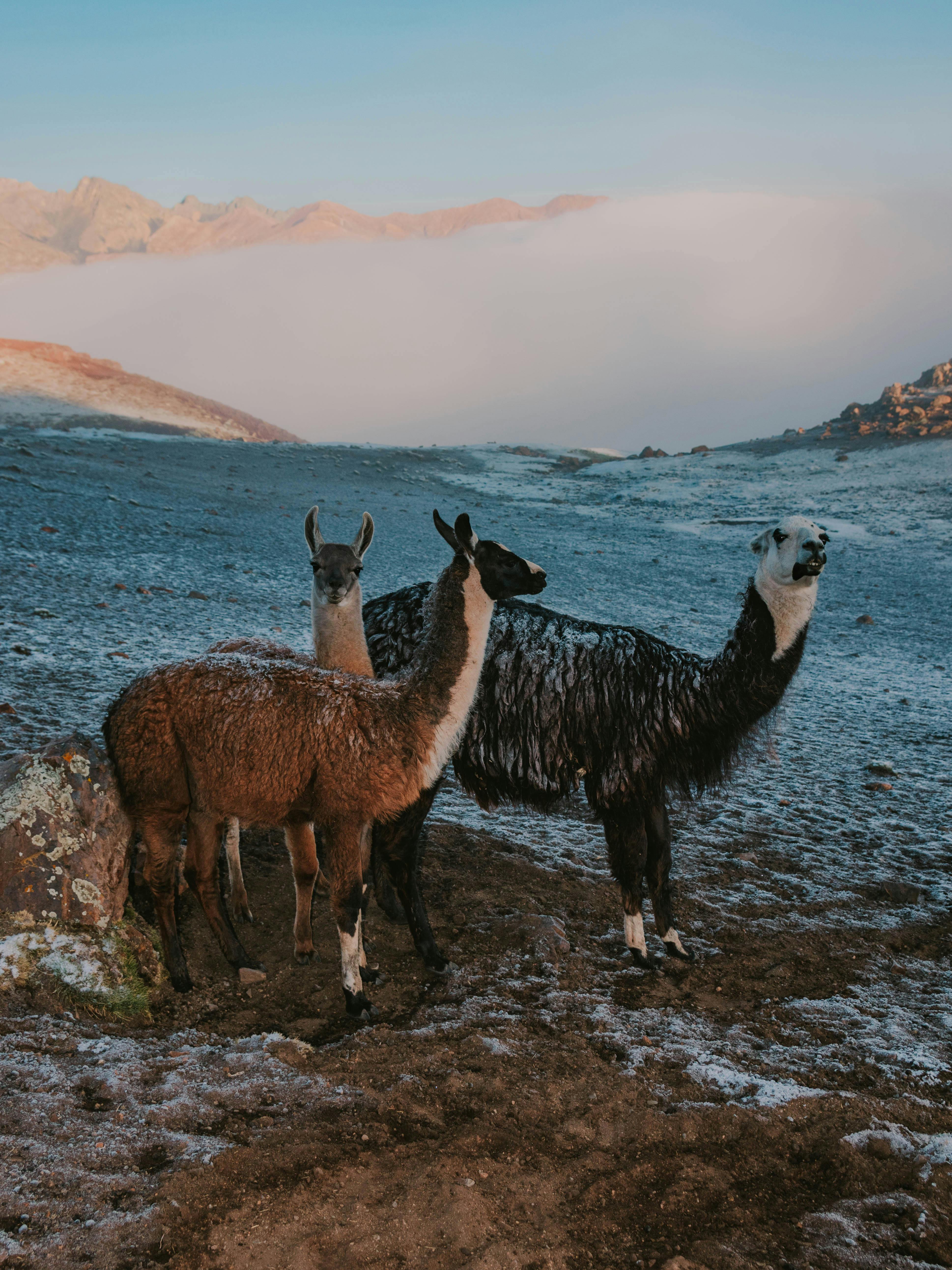 Three llamas in a snowy mountain landscape during winter, showcasing wildlife in cold climates.