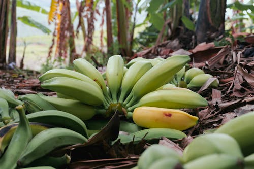 Imagine de stoc gratuită din banană, banane, copac fructifer
