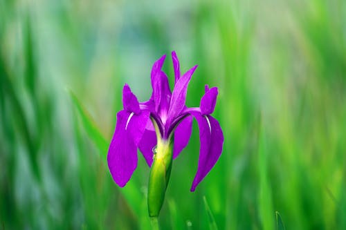 Bezpłatne Darmowe zdjęcie z galerii z fioletowy, irys, kwiat Zdjęcie z galerii