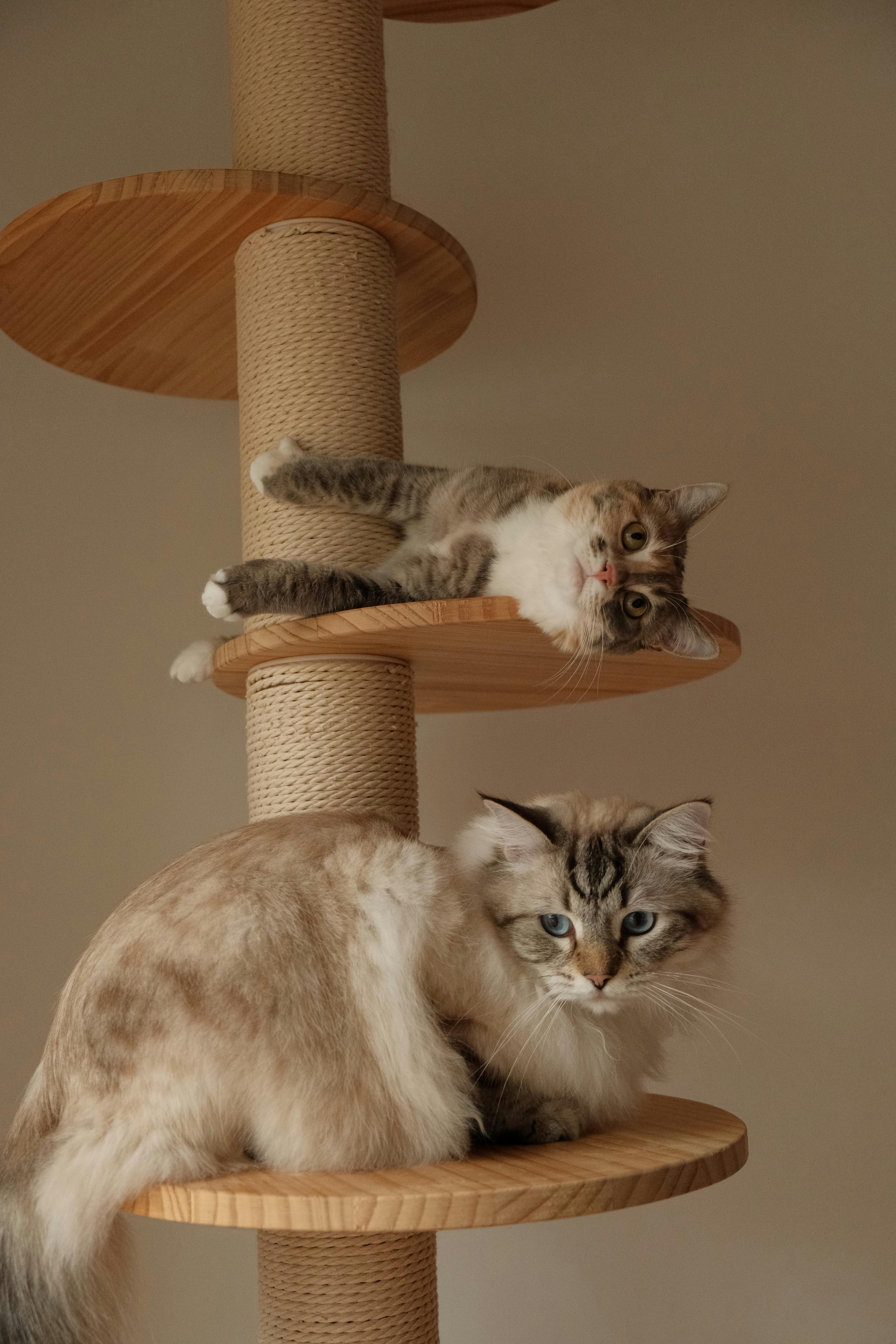 Free cat scratching post sale