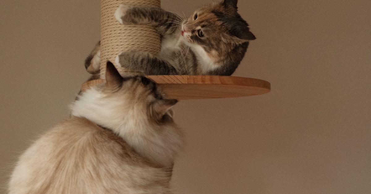 Two Cats Lying on a Scratching Post