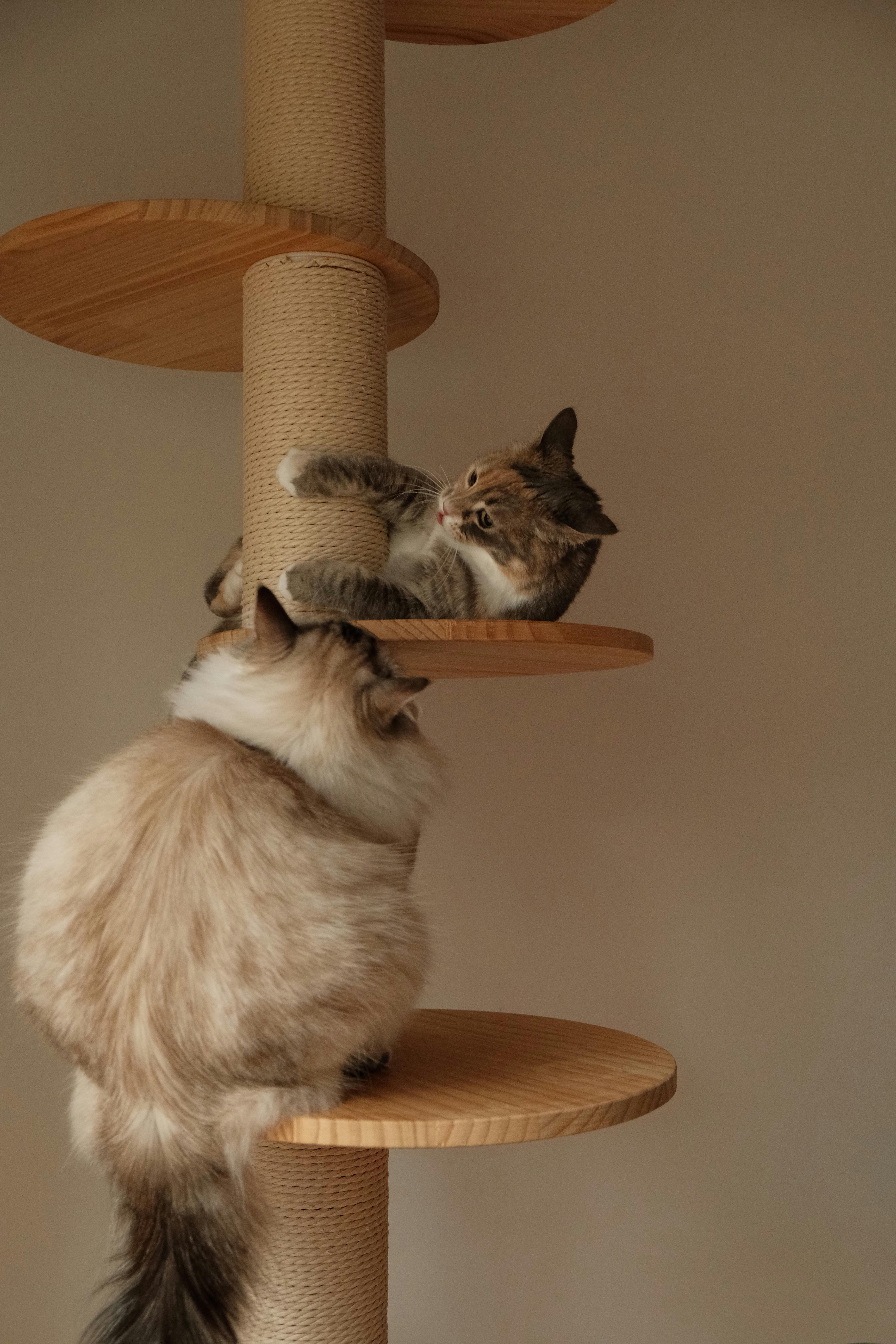 Free Two cute domestic cats playing on a cat tree, showcasing playful behavior and furry cuteness. Stock Photo