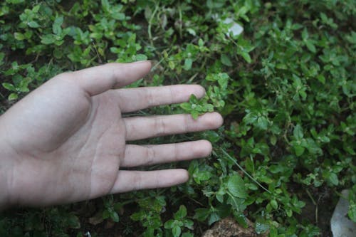 Free stock photo of female hand, green leaf