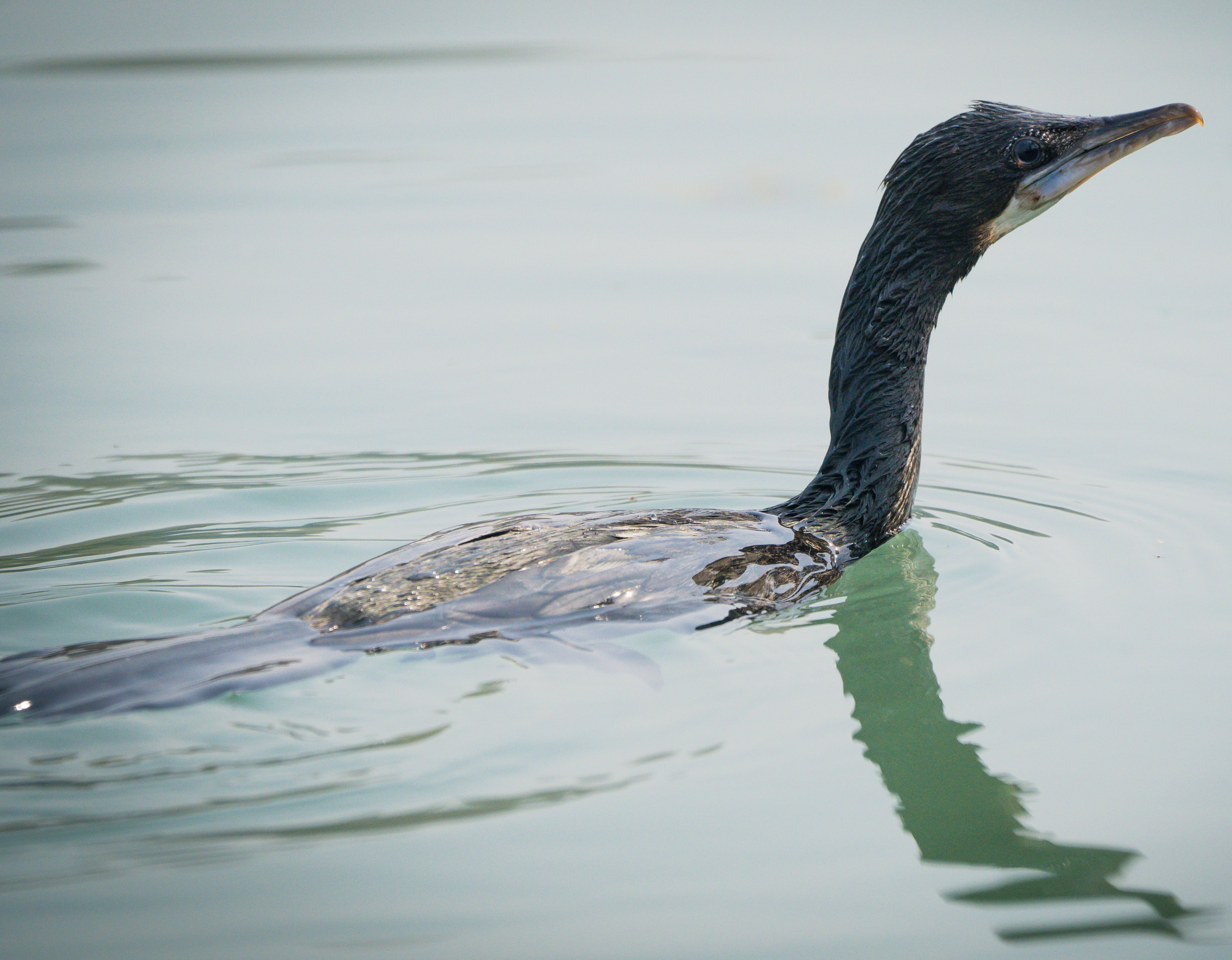 Detailed close-up shot of a cormorant swimming gracefully in calm waters.