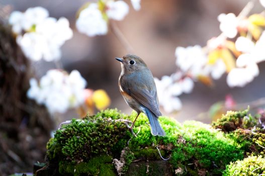Close up of Red-flanked Bluetail
