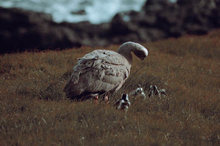 Swan And Cygnets In Grass