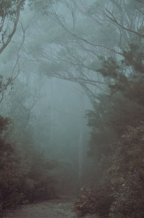 Free A serene view of a foggy forest with towering trees and a winding footpath. Stock Photo