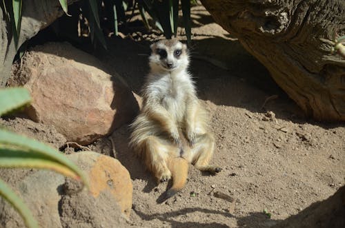 Meerkat Sitting on Sunlit Ground