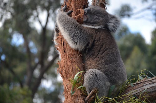 Close up of Koala