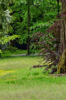 Captivating view of a green forest with vibrant foliage and tall trees, perfect for nature enthusiasts.