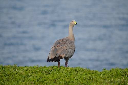 Goose near Water