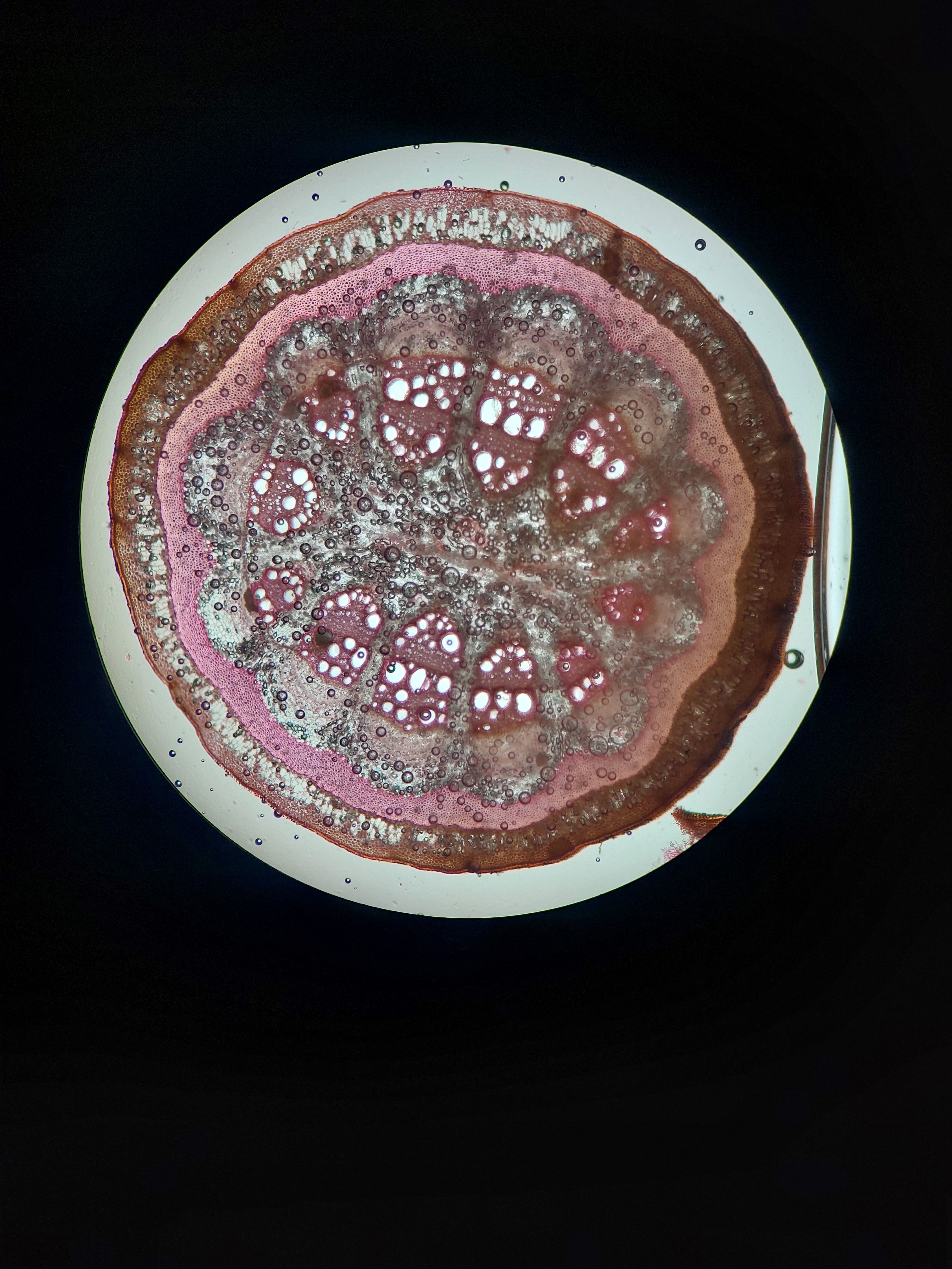 Skeletal Progenitor Competence and the Biophysical Niche in Autologous Regeneration