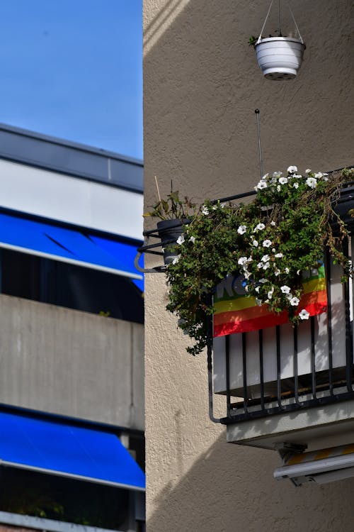 Foto profissional grátis de balcão, construção, flores