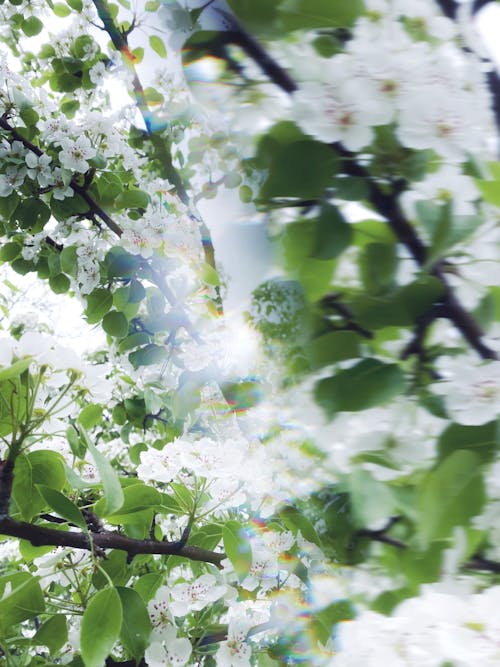 Close up of White Blossoms