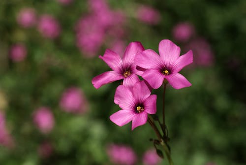 A close up of a small pink flower with green leaves