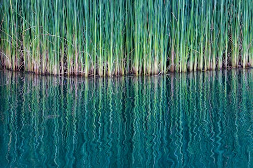 Close up of Green Rushes