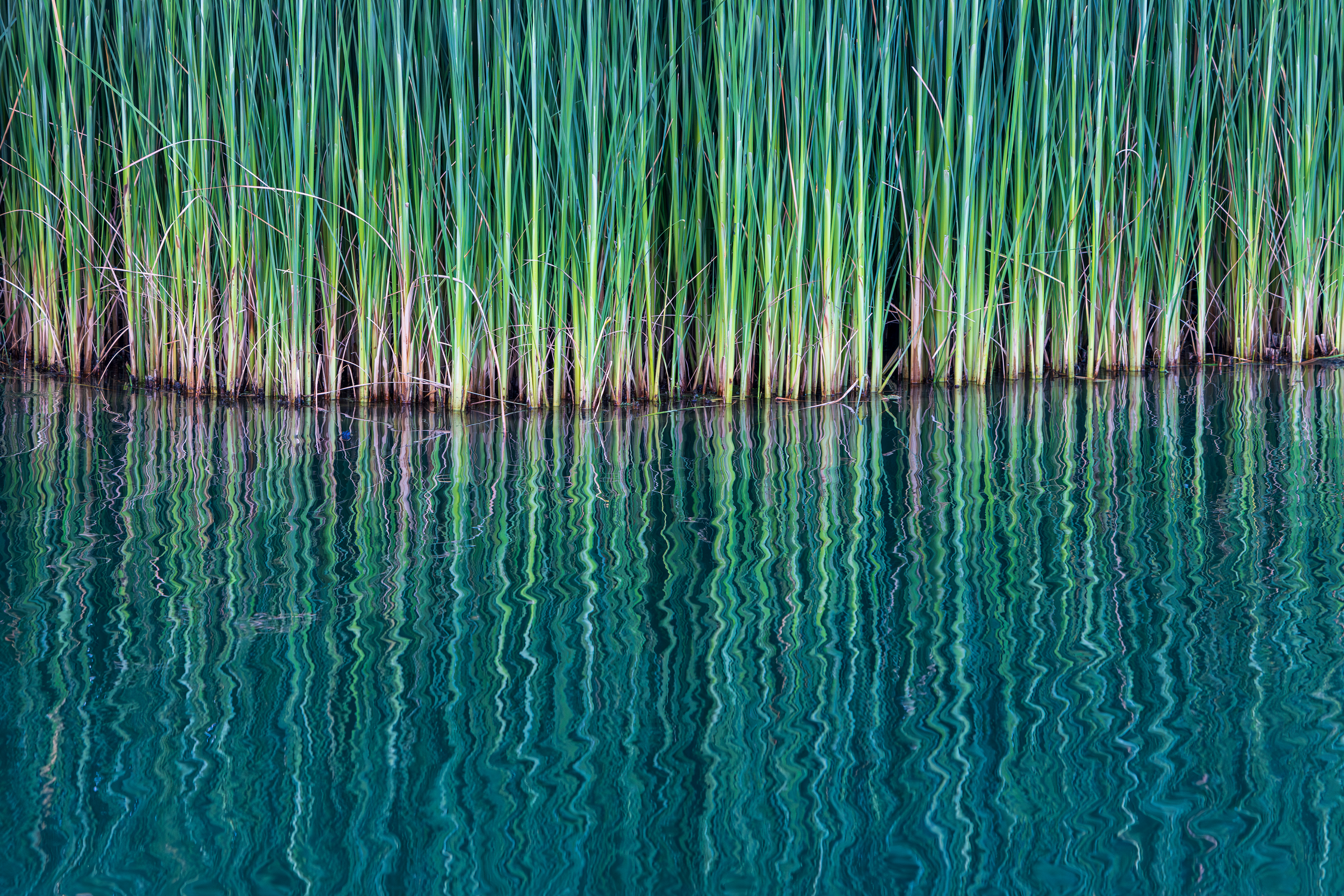 Garden Rushes Close up of Green Rushes · Free Stock Photo