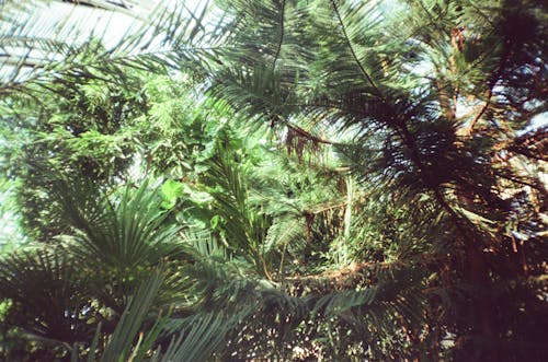 Film Photograph of Green Palm Leaves 