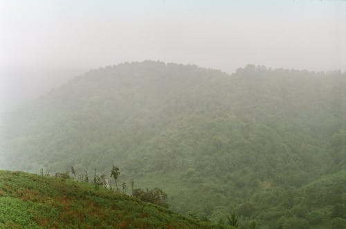 Fog over Forest on Hill
