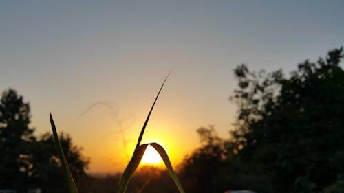 Silhouet Van Bomen Tijdens Zonsondergang