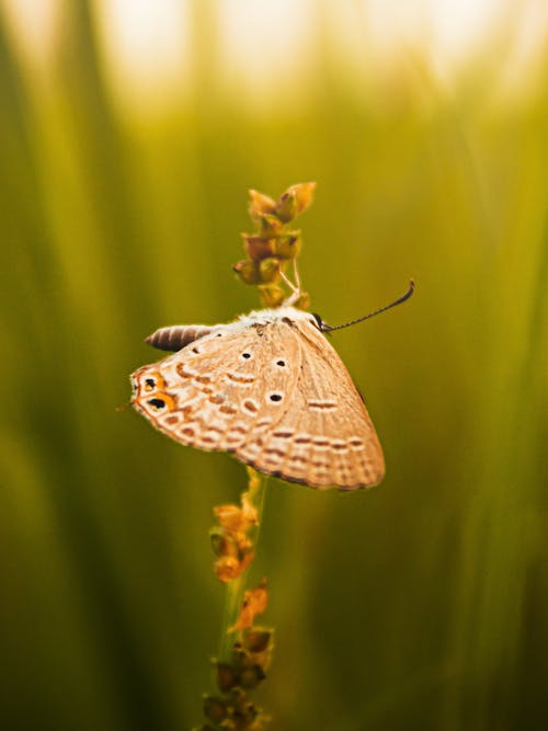 Foto d'estoc gratuïta de animal, flor, natura