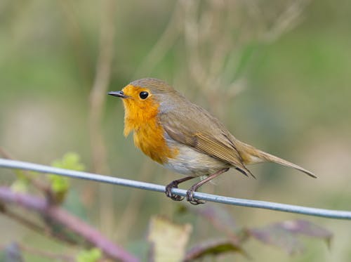 European Robin Bird