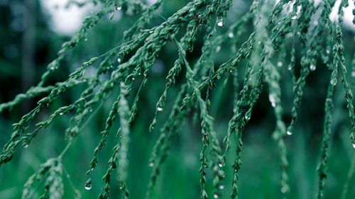 Free Fresh dewdrops glistening on green grass in a serene natural setting. Stock Photo