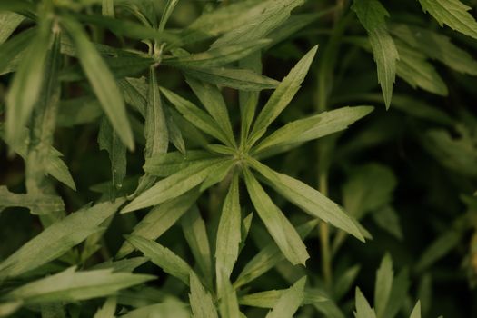 mugwort green herb leaves