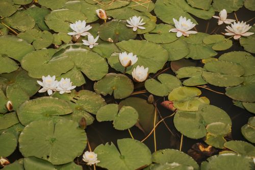 Free Calm and peaceful water lilies float gracefully among lush green leaves on a tranquil pond. Stock Photo
