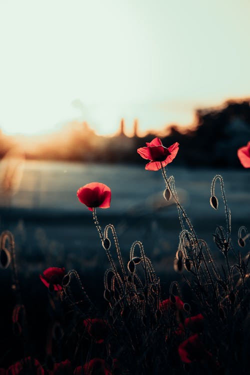 Red Poppy Flowers at Sunset