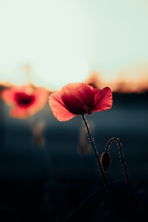 Close-up of Red Poppies on a Meadow at Sunset