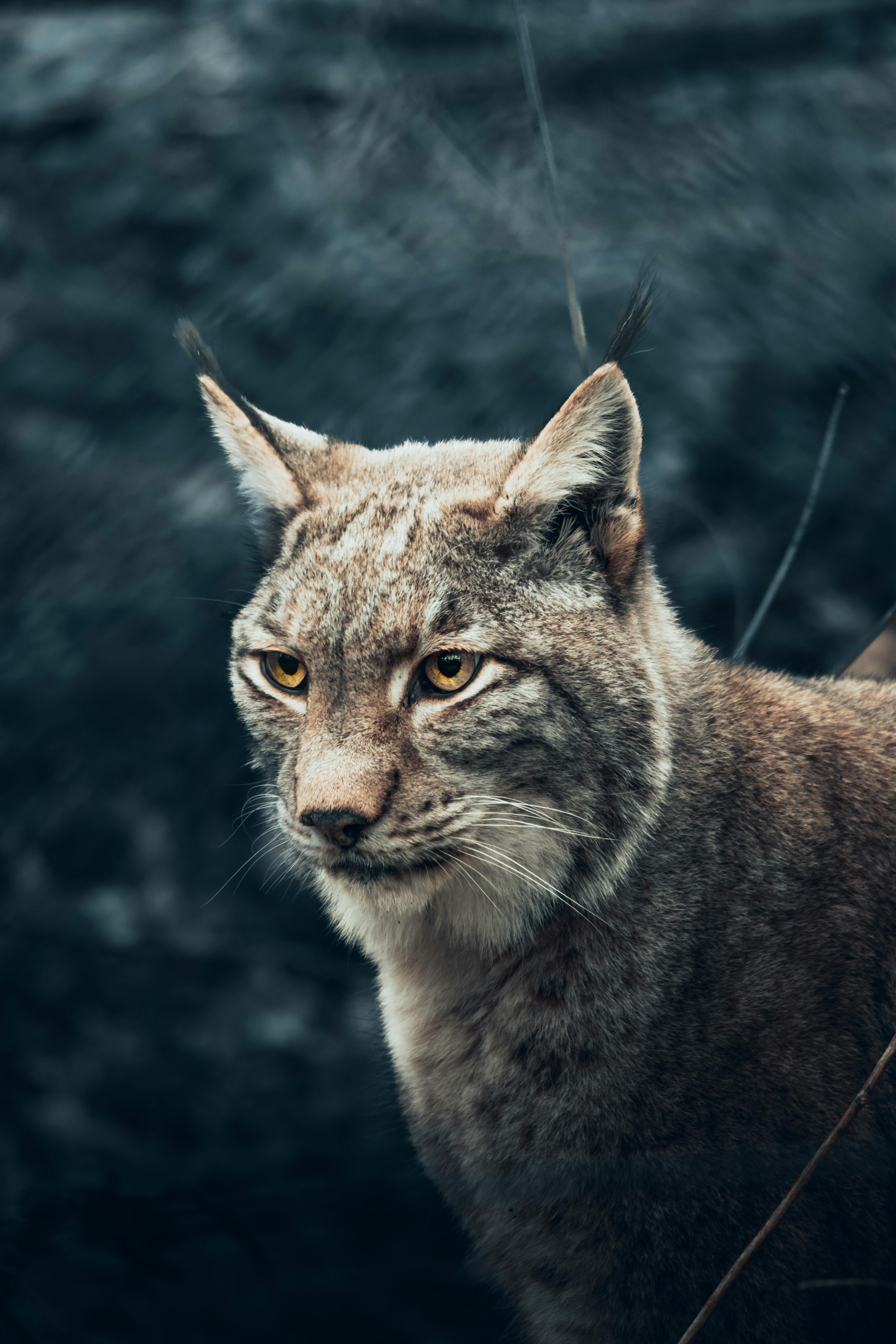 520 Lynx HD Wallpapers and Backgrounds