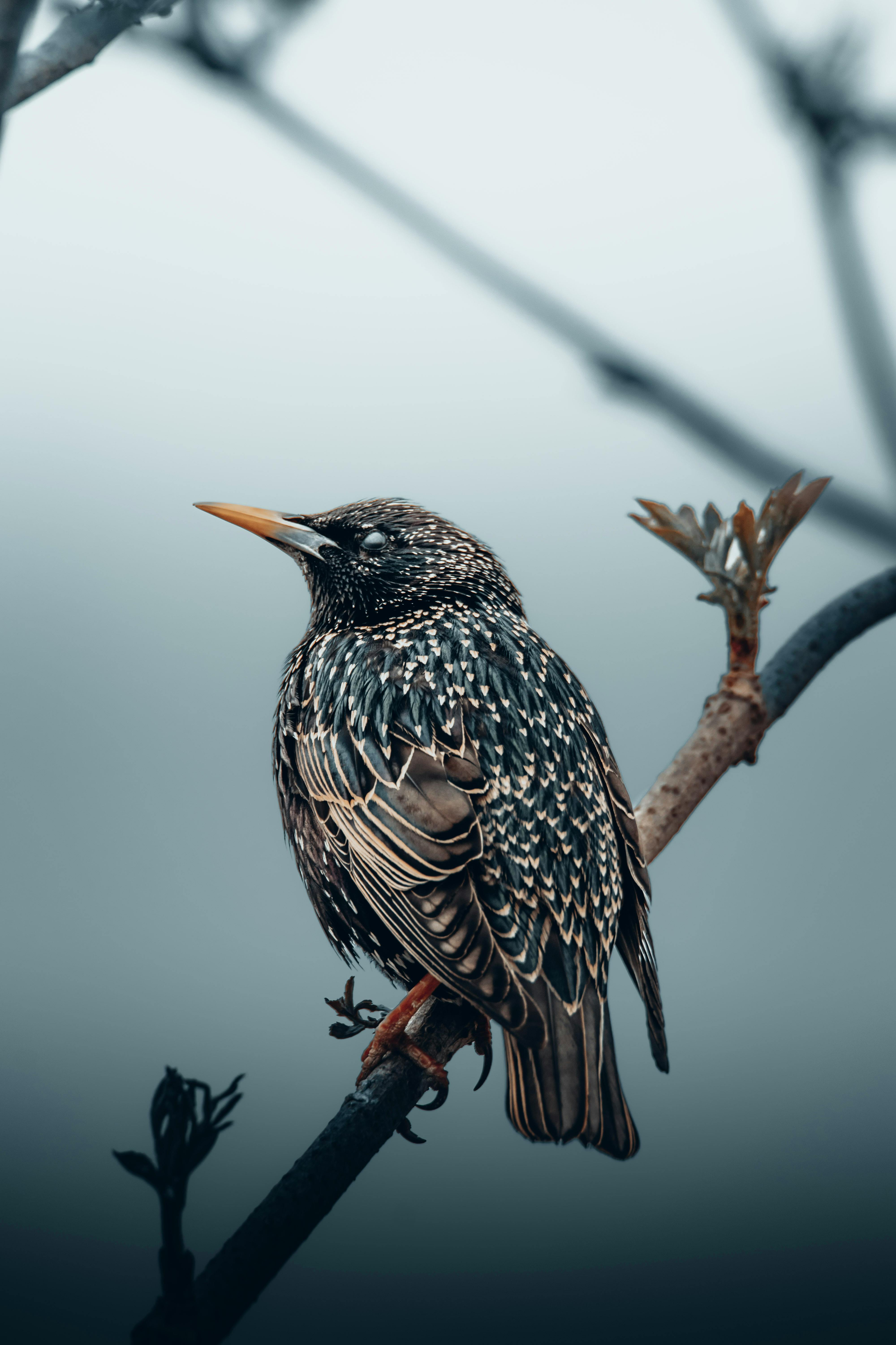 close up of a starling on a tree branch