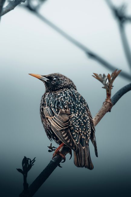 wildlife exclusion removal near me Irvine wildlife exclusion removal Irvine