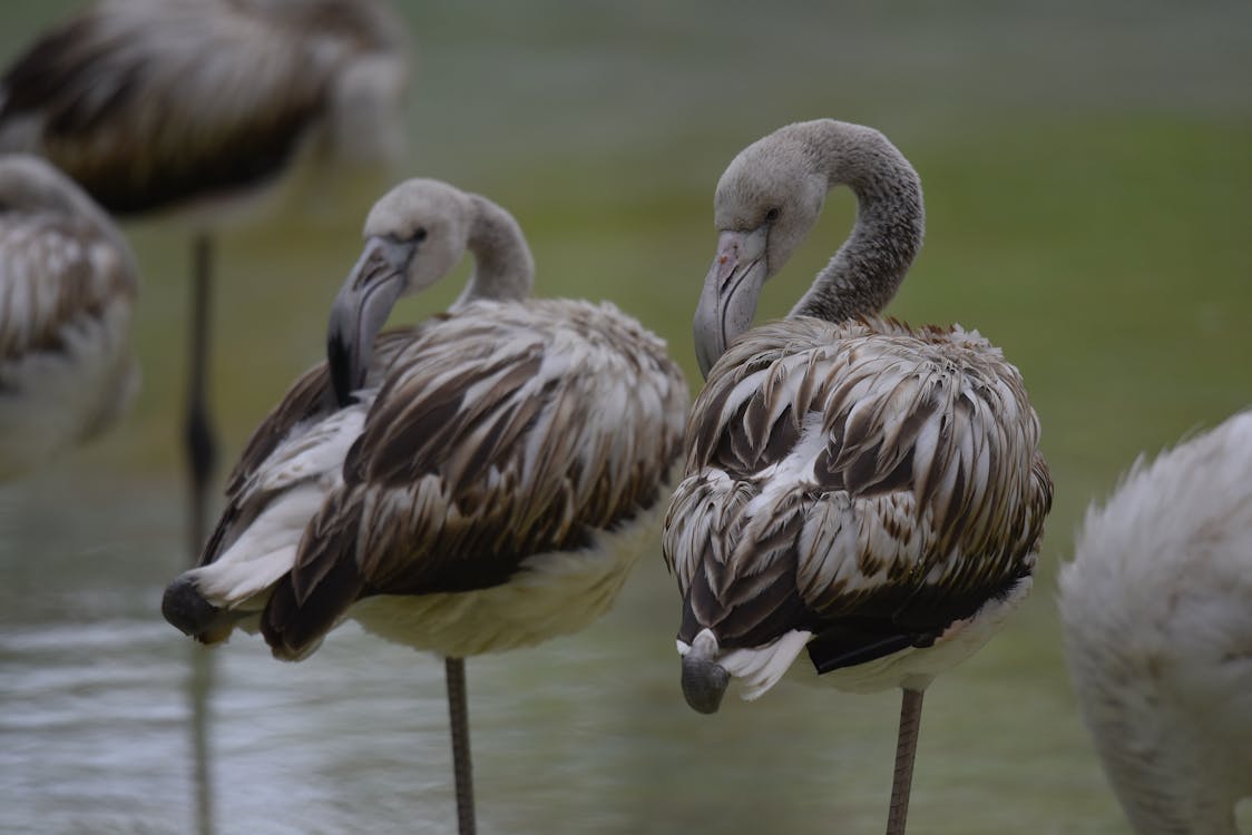 Flamingos with Dark Feathers