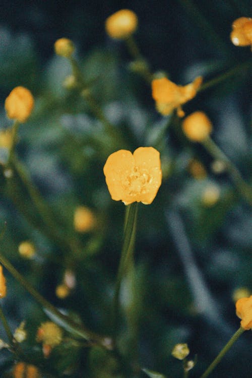 노란 꽃, 밝은, 성장의 무료 스톡 사진
