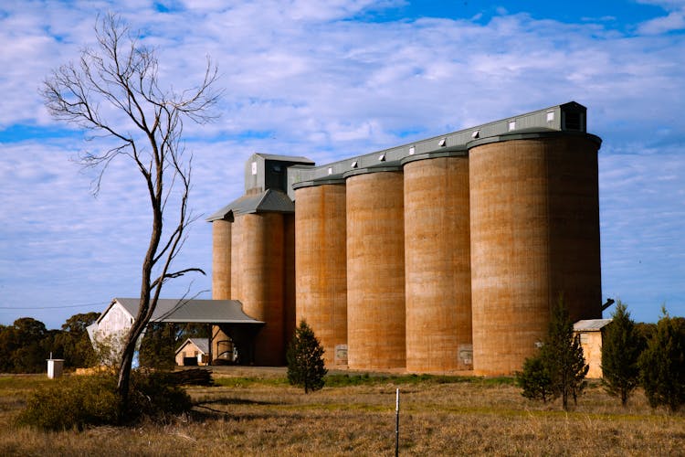 Bare Tree Near Silos Building