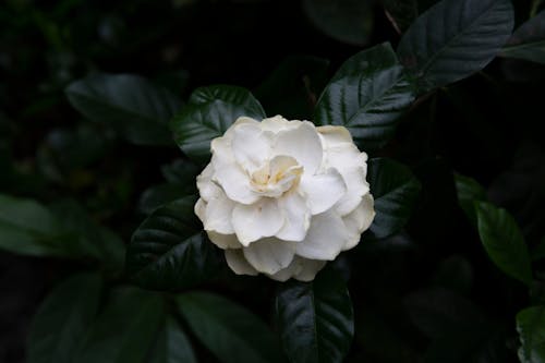 Foto d'estoc gratuïta de blanc, camèlia, flor
