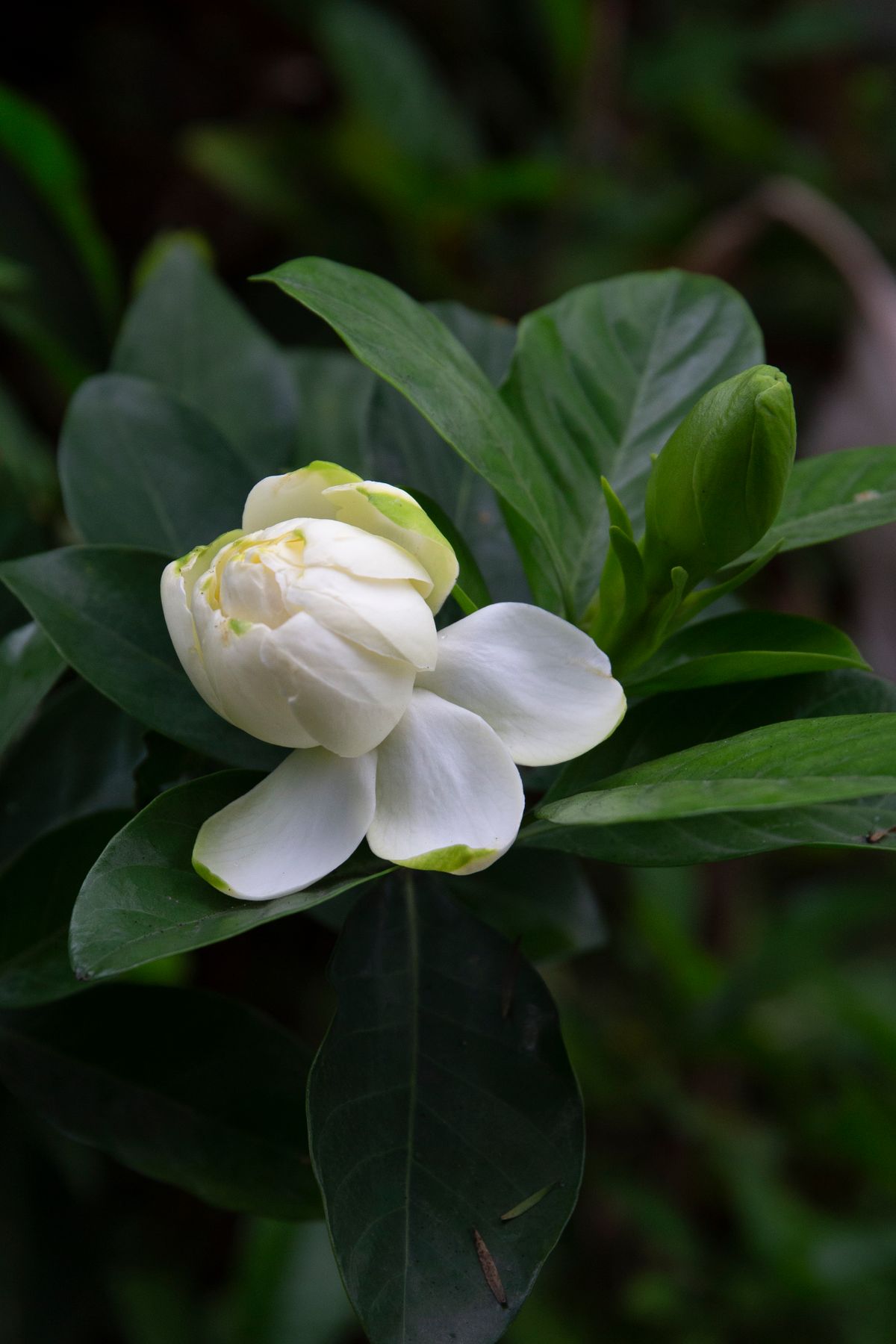 A fresh white gardenia flower among green leaves — visual inspiration for Gardenia Oolong